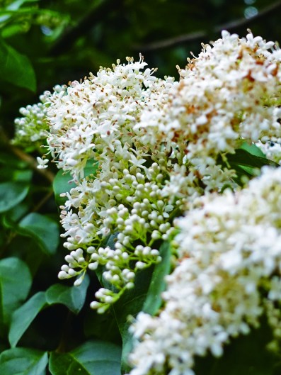 16220246364_1017b1d465_o(Z)