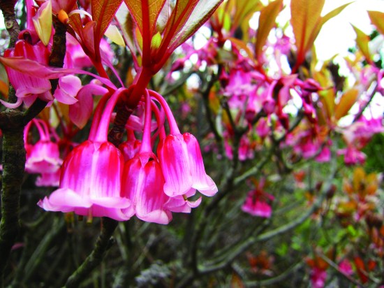 16657489610_aa43144daf_o(Z)