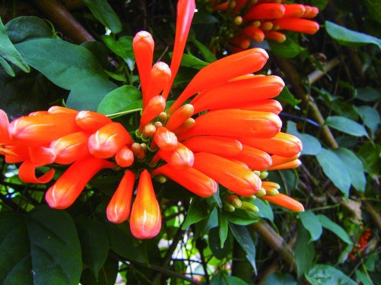 16708527016_ed1d819a18_o(Z)