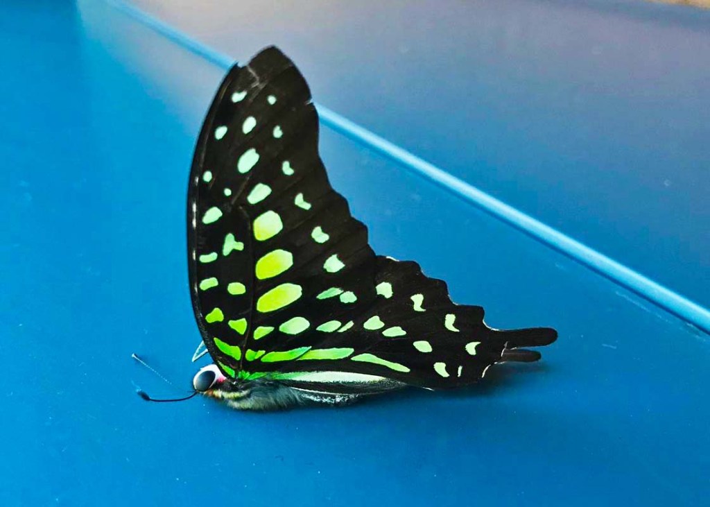 2019年秋季在市區遇到的完整蝴蝶屍體。